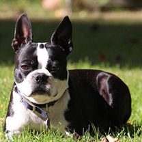 New Homes for Boston Terriers | BOSTON TERRIER RESCUE OF NORTH CAROLINA